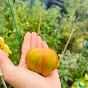 Tomate Berkeley Tie Dye Green (10 graines)