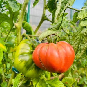 Peut inclure: Gros plan sur un plant de tomates avec deux grosses tomates. L'une est rouge vif, l'autre est verte avec des rayures vert foncé. Les tomates sont entourées de feuilles vertes.