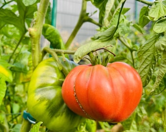 Tomate Rosa de Barbastro (10 graines)