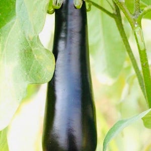 Barbentane eggplant (10 seeds)