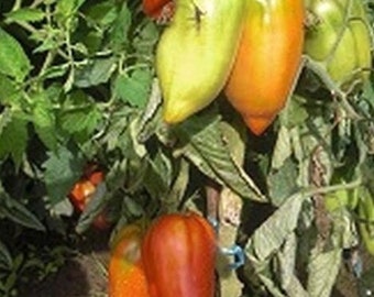 Tomate Andine Cornue (10 graines)