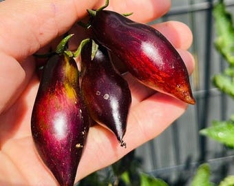 Antho Pink Panther Dwarf Tomato (10 seeds)