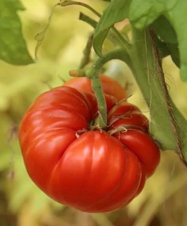 Tomate Couille de Taureau 10 graines image 2