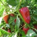 see more listings in the Graines Poivron Piment section