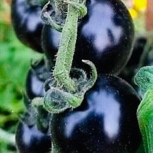 Tomate Black Beauty image 2