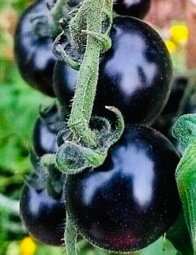 Tomate Black Beauty image 2