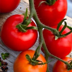 Peut inclure: Une grappe de tomates rouges et orange sur une vigne, avec des tiges et des feuilles vertes. Les tomates sont mûres et juteuses, et elles sont disposées en gros plan.