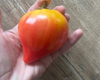 Tomate Anacoeur