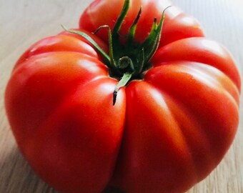 Tomate Couille de Taureau (10 graines)