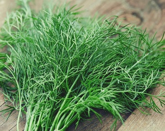 Dill (mindestens 100 Samen)