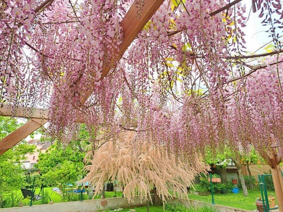 Buy Pink Ice Japanese Wisteria (5 Seeds) Online in India - Etsy
