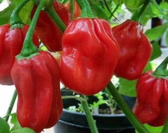 Piment Habanero Rouge