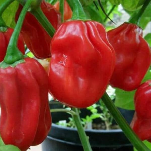 Piment Habanero Rouge