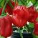 see more listings in the Graines Poivron Piment section