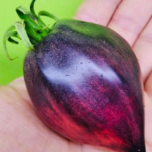 Pascal Tomato from Picardy (10 seeds)