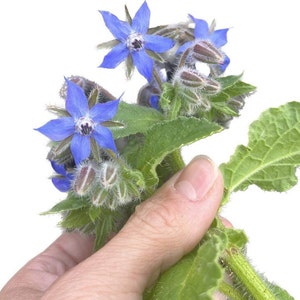 Blauwe Bernagiebloem (50 zaden)
