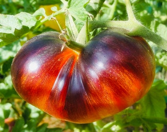 Tomate Sueño de Alicia (10 semillas)