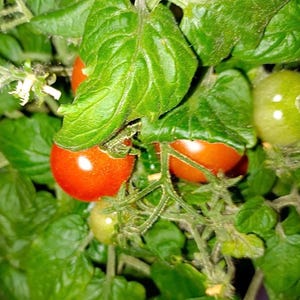 Pode incluir: Close-up de uma planta de tomate com vários tomates vermelhos e verdes crescendo na videira. As folhas são verdes e os tomates são de vários tons de vermelho e verde.