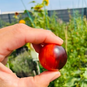 May include: A ripe, round tomato held between fingers, showcasing a gradient of red and dark purple hues. The background features a garden with green foliage and sunflowers under a bright blue sky.