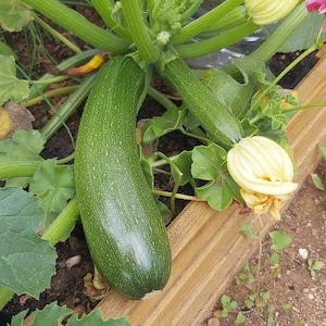 Peut inclure: Une courgette verte poussant sur une vigne avec un bouton de fleur jaune. La courgette mesure environ 25 cm de long et a une peau vert foncé.
