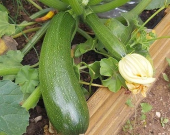 Courgette Verte Non Coureuse