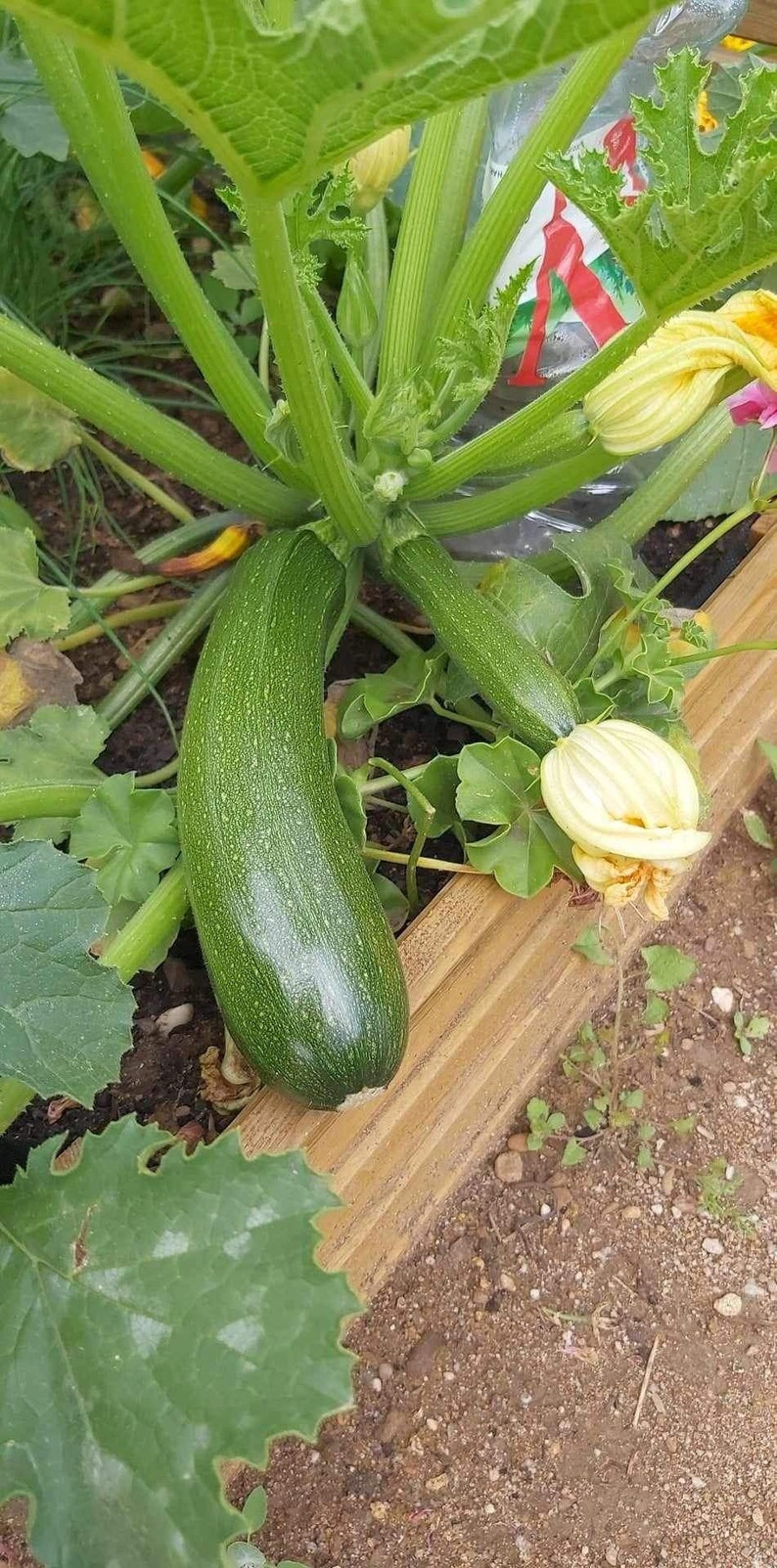 Courgette Verte Non Coureuse image 1