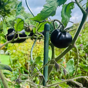 Black Beauty Tomato