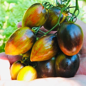 Può includere: Primo piano di un grappolo di pomodori oblunghi con vari colori, tra cui verde, giallo, rosso e viola scuro. I pomodori sono attaccati a un gambo verde.