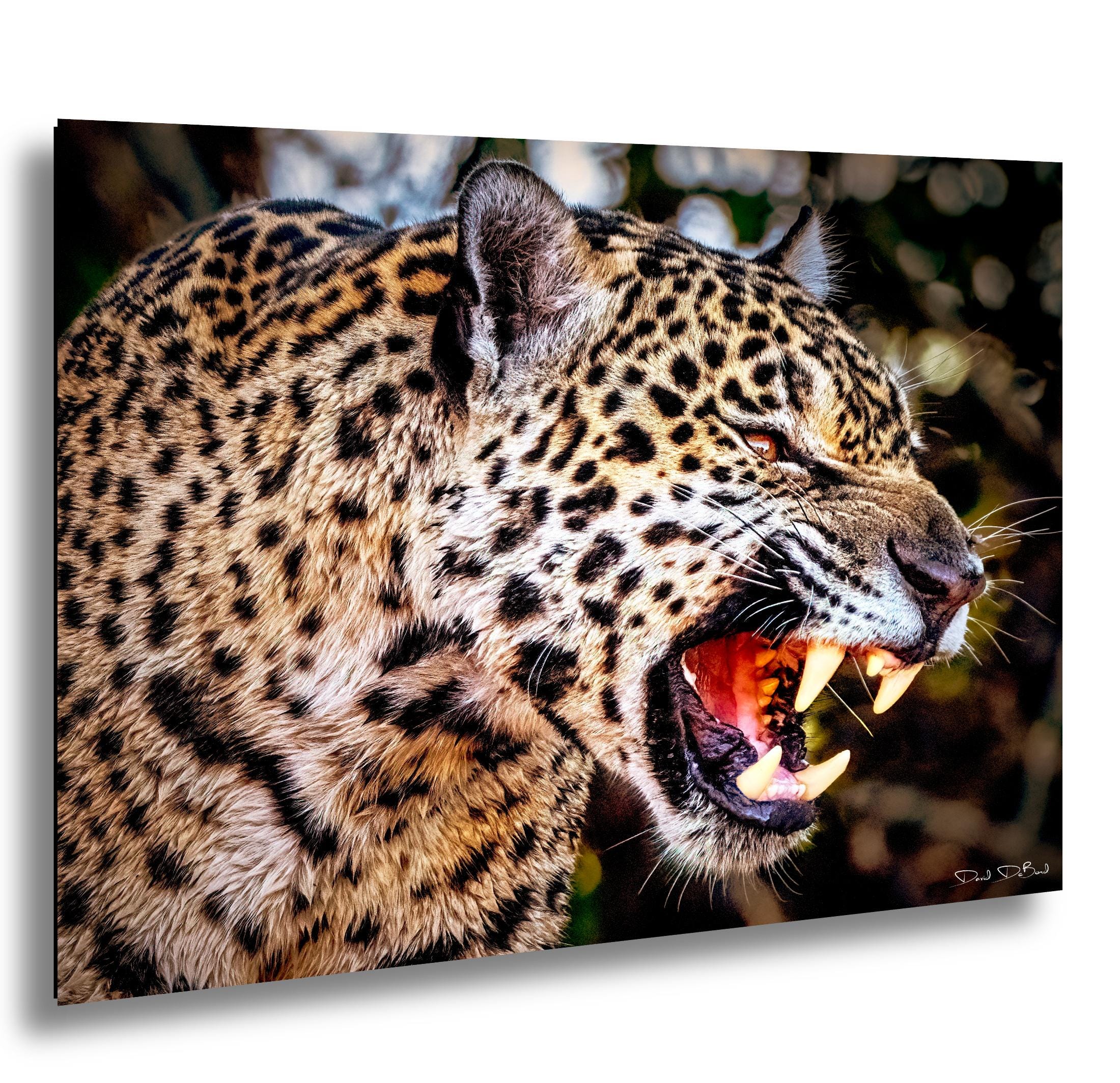 Brazil Predators Jaguar Photo Wildlife Photography Brazil Predator Wall Art Big Cat ...
