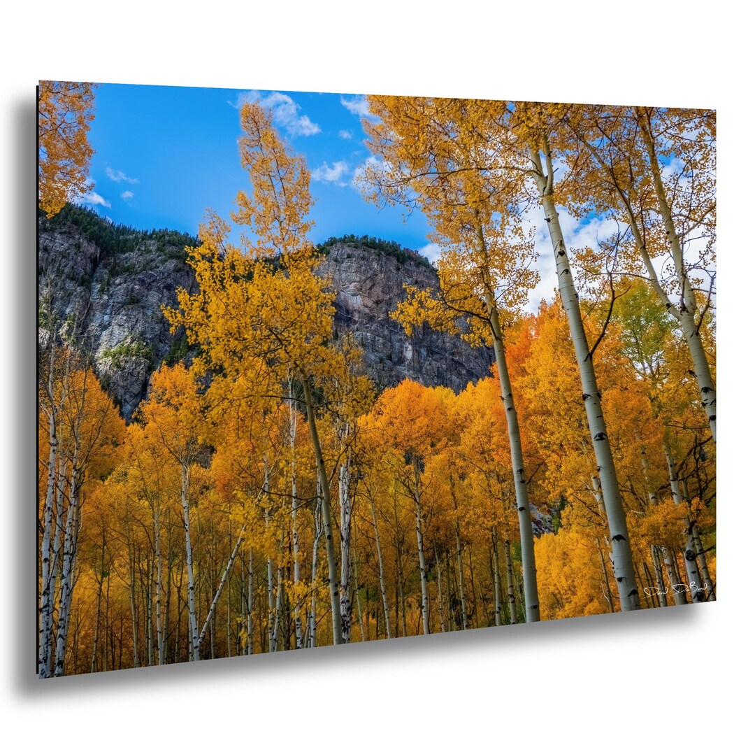 Aspen Trees Colorado Fall Foliage Photo Autumn Forest Wall Art Mountain ...
