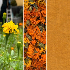 Organic Marigold Petals 25g
