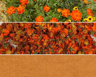 Dried Organic Orange Cosmos Flowers for Natural Dyeing & Crafts, 15g