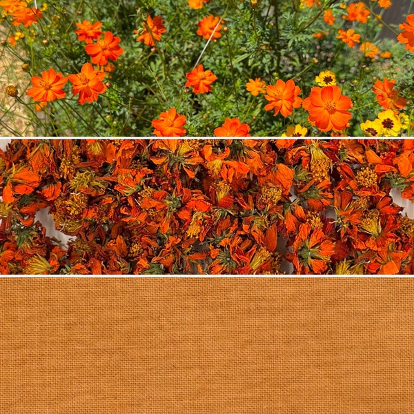 Dried Organic Orange Cosmos Flowers for Natural Dyeing & Crafts, 15g