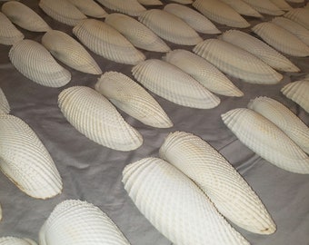 Angel Wing Shells, Beach Shells, Angel Wing Pairs