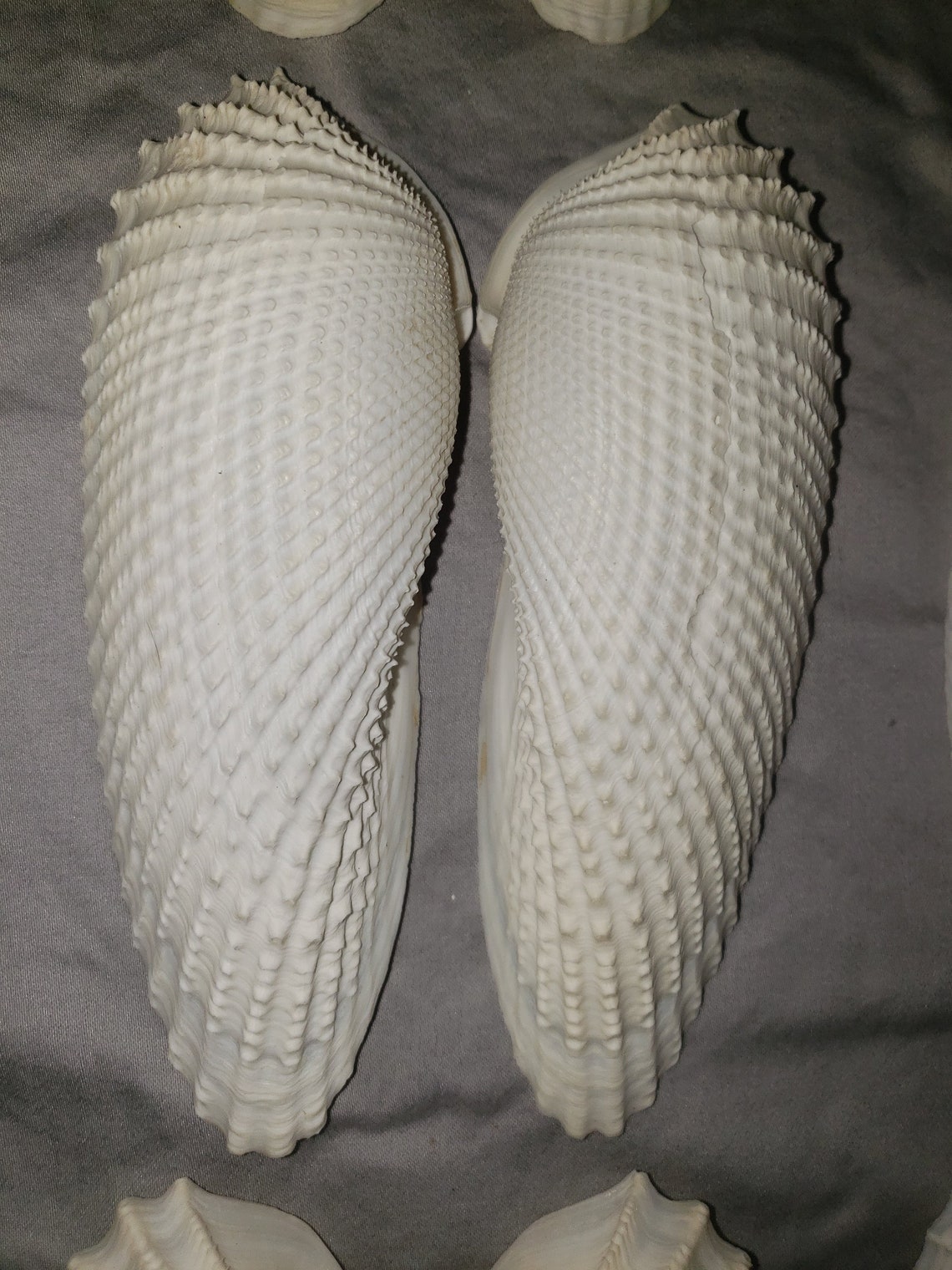 Angel Wing Shells, Beach Shells, Angel Wing Pairs - Etsy