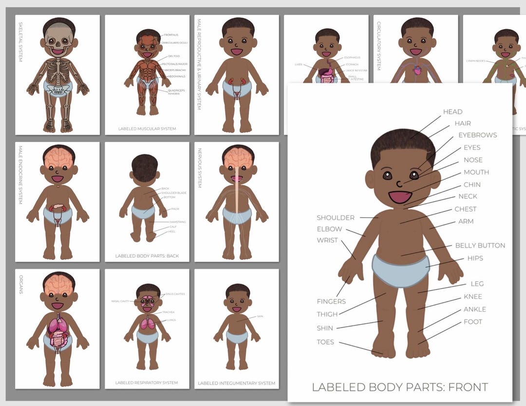 Personalized Boy Body Parts & Systems Cards 2 Guides Cards, Factual ...