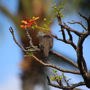 May include: A brown bird with a speckled pattern perches on a tree branch, with a vibrant orange flower and green leaves nearby. The background features a blurred blue sky and palm tree leaves, creating a natural scene.