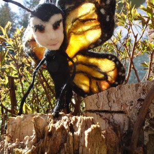 butterfly image 4