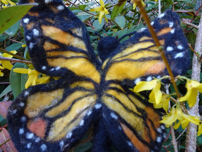 butterfly image 3