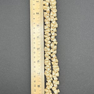 Victorian Tasmanian Trochus Shell Necklace - Length 18 Inches - Circa ...