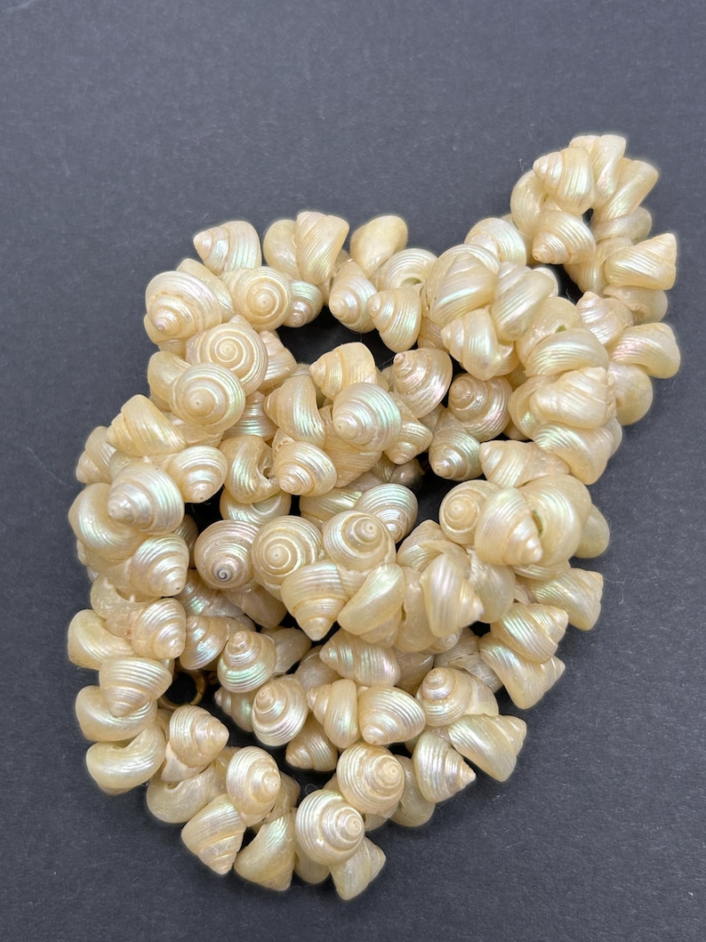 Victorian Tasmanian Trochus Shell Necklace - Length 18 Inches - Circa ...