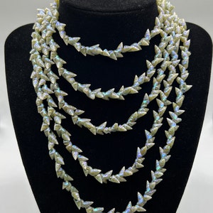 Victorian 74 Inch Maireener Tasmanian Shell Necklace