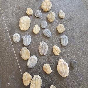 Puede incluir: Una colección de trilobites fosilizados de varios tamaños y tonos de marrón y gris. Los trilobites están dispuestos sobre una superficie de madera oscura.