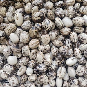 May include: A close-up shot of a pile of castor beans. The beans are oval-shaped with a smooth texture. They have a mottled pattern of brown and cream colors, with some beans being mostly cream-colored.