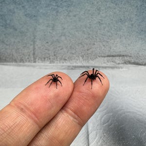May include: Two small, black spiders are positioned on the tips of two fingers. Each spider has eight thin legs and a compact, dark body. The spiders are shown in a clear, detailed view, highlighting their dark coloration and distinct arachnid form.