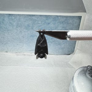 May include: A small, matte black bat figurine is suspended from the tip of a silver metal hobby knife blade. The bat is depicted in a hanging position with its wings folded tightly against its body, showing detailed ears and a rounded head shape.