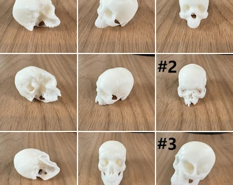 Realistic looking 1:6 scale Miniature human skull -  for horror diorama, dollhouse, arts and crafts replica white