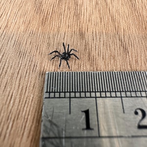 Realistic looking 1:12 scale Miniature spider -  for horror diorama, dollhouse, arts and crafts replica animal bugs black (Set of 5)