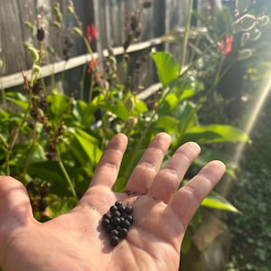 Red Canna Lily Seeds - Freshly Hand Picked Texas Tropical Flower (Same Day Shipping)