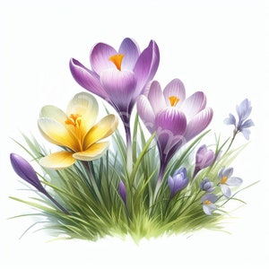 Peut inclure: Un groupe de crocus violets et jaunes en fleurs dans un lit d'herbe verte. Les fleurs sont à différents stades de floraison, certaines étant complètement ouvertes et d'autres encore fermées.